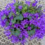 Campanula – 4″ Pot